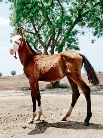 વશેરો