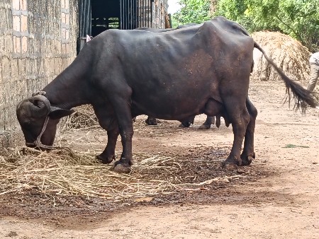 બીજું વેતર ભેંસ વેચવાની છે