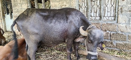ભેંસ વેચવાની છે
