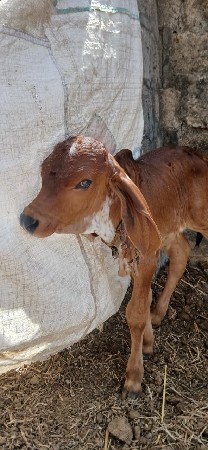 ખૂંટ