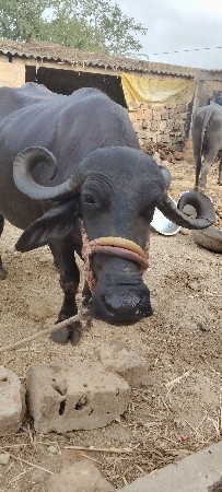 ભેંસ વેચવાની છે