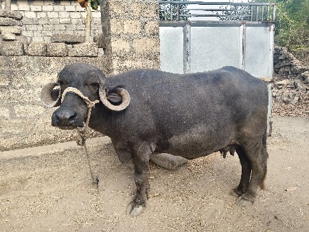 ભેંસ વેચવાની છે