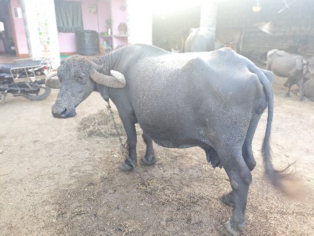 આ ભેંસ વેચવાની છે.