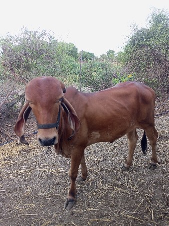 ગીર વાછડી વેચવાની છે