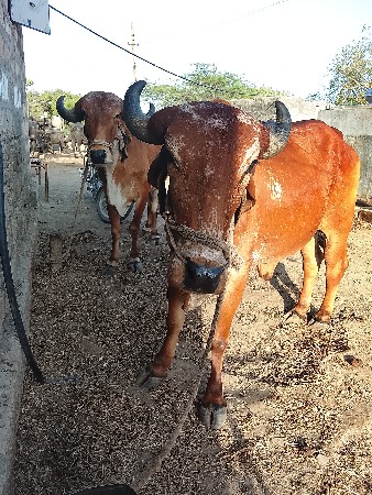 ગોઢલા વેચવા ના છે