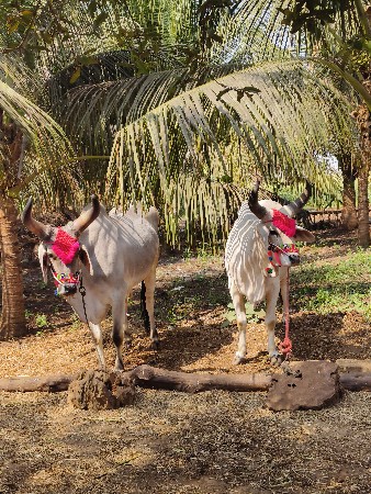 બળદ- ગોઢલા
૧ વાવણી વાવલ