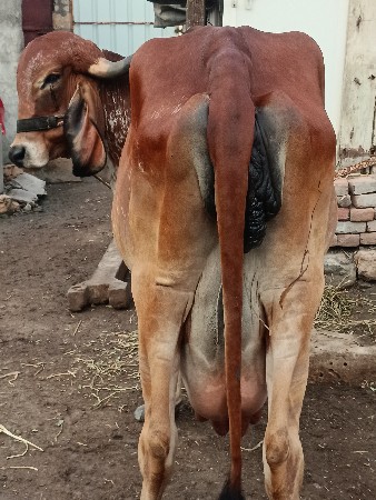 ગાય વેચવાની છે