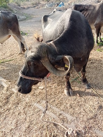 ભેંસ  વેશવાની સે