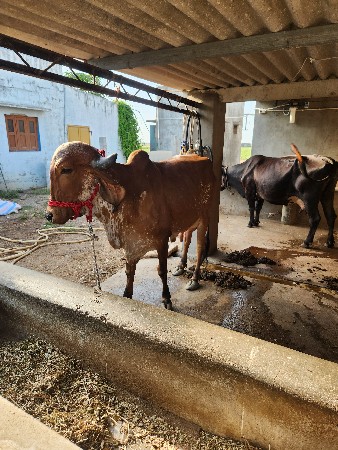 તબેલામાં કામ કરી શકે તેવા માણસ