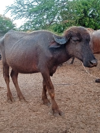મેશુરભાઇ૯૦૧૬૫૭૮૯૨૨
