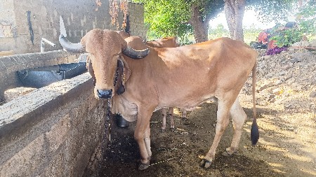 7 month gabhni ગીર ગાય