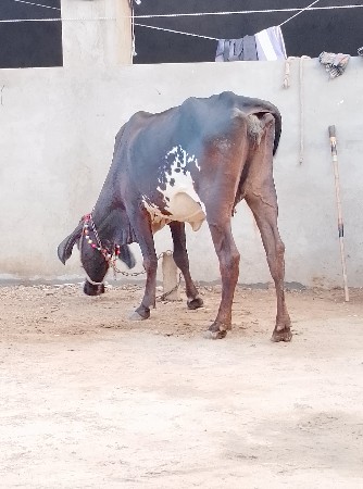 ગીરક્રોસ 1મહિનાની વાર