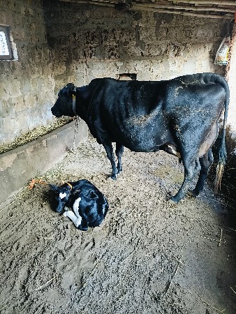 Hf gaye aapva ne she
