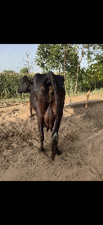 જર્સી