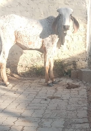 કાબરી