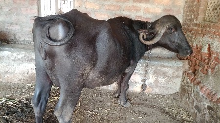 ભીંસ વેચવાની છે