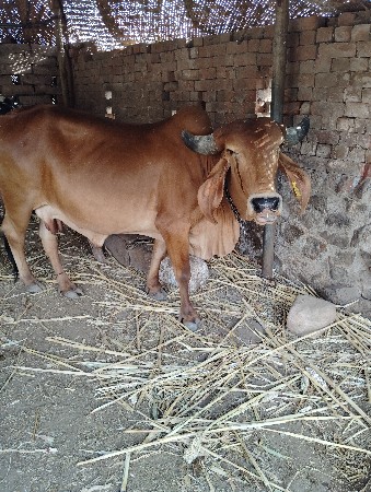 ગાય વેચવાની છે.
