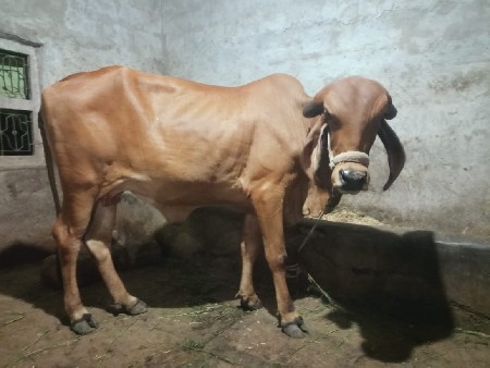 ગાય વેસવાની. છે
