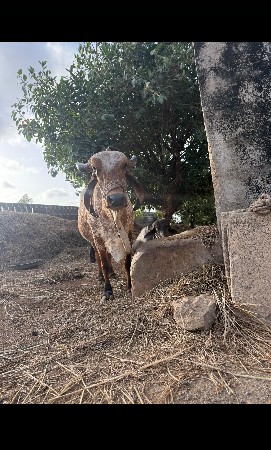 15 દિનની કાશી વેચવાની