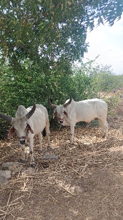 1 વાવણી વાવેલા