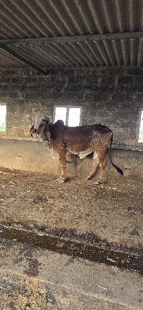 ગીર હોડકી વેચવાની છે