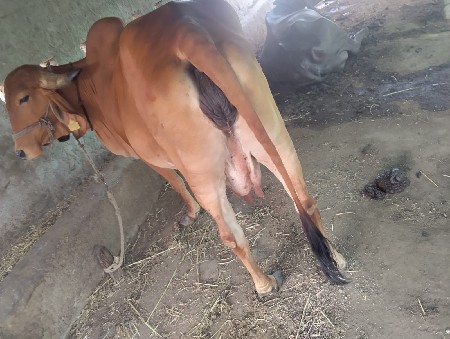 2 જૂ વેતર સે