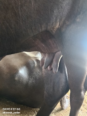 પેલવેતરી ખડેલી વેચવાની છે