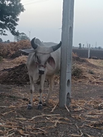 બળદ વેચવાના છે