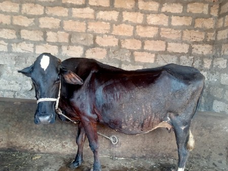 આ ગાય વેચવાની છે