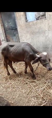9723197610ફોન કરો