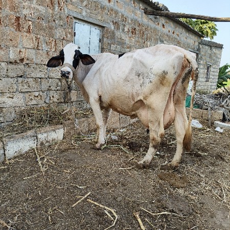HF ક્રોસ ગાય વેસવાનિ