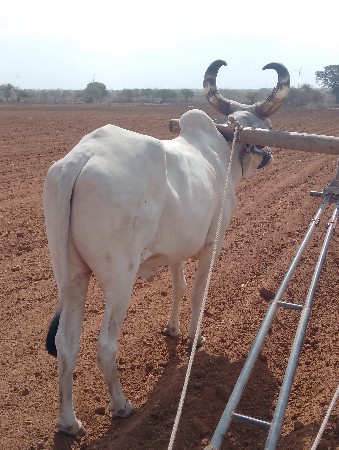 બળદ વેચવાનો છે