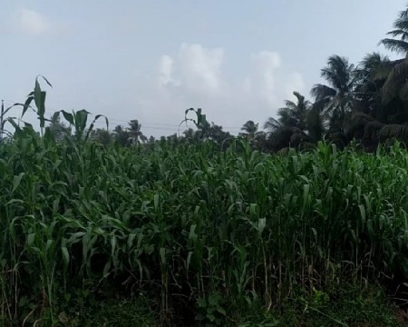 લીલી જુવાર