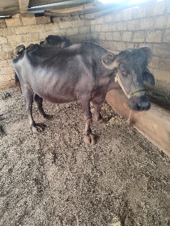 ભેંસ વેચવા ની છે