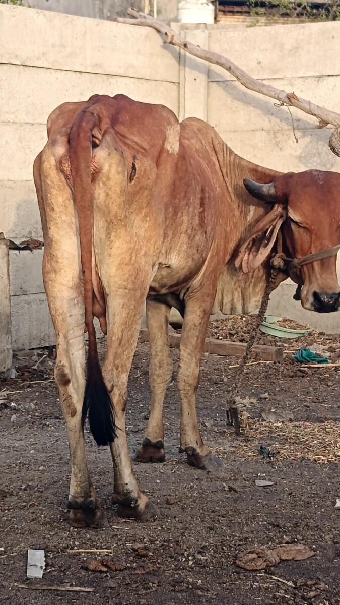 ગાય વેચવાની છે