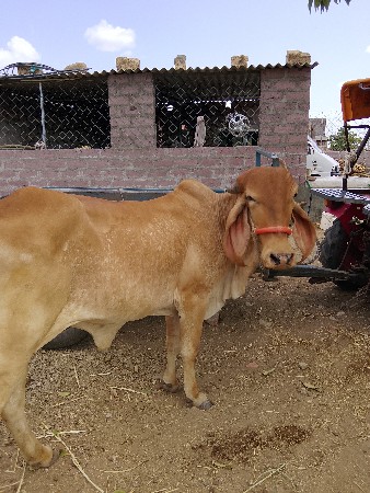 ગાય