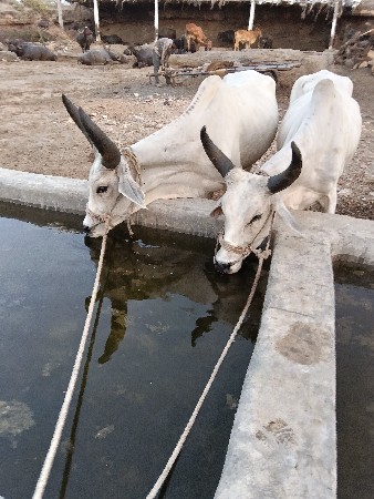 ગોધલા વેચવા ના છે પેલી ધરના છે