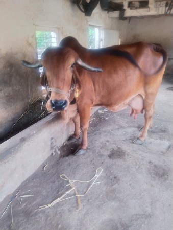 ગાય વેચવાની છે