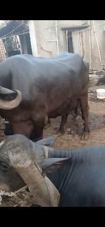 ભેંસ વેચવાની છે
