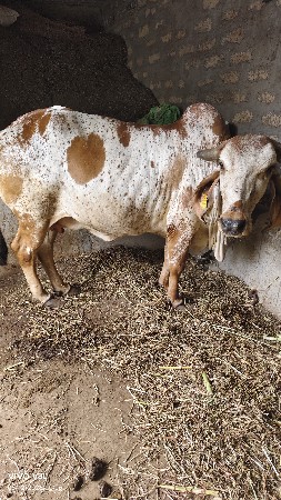 વેચવાની છે