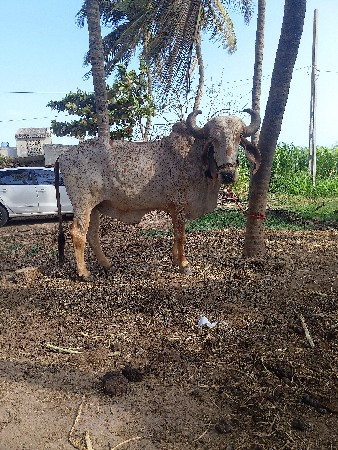 બળદ વેચવાના છે