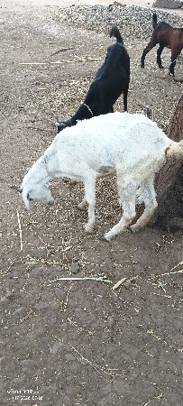બકરી