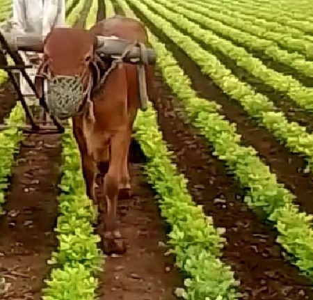 સુત્રાપાડા