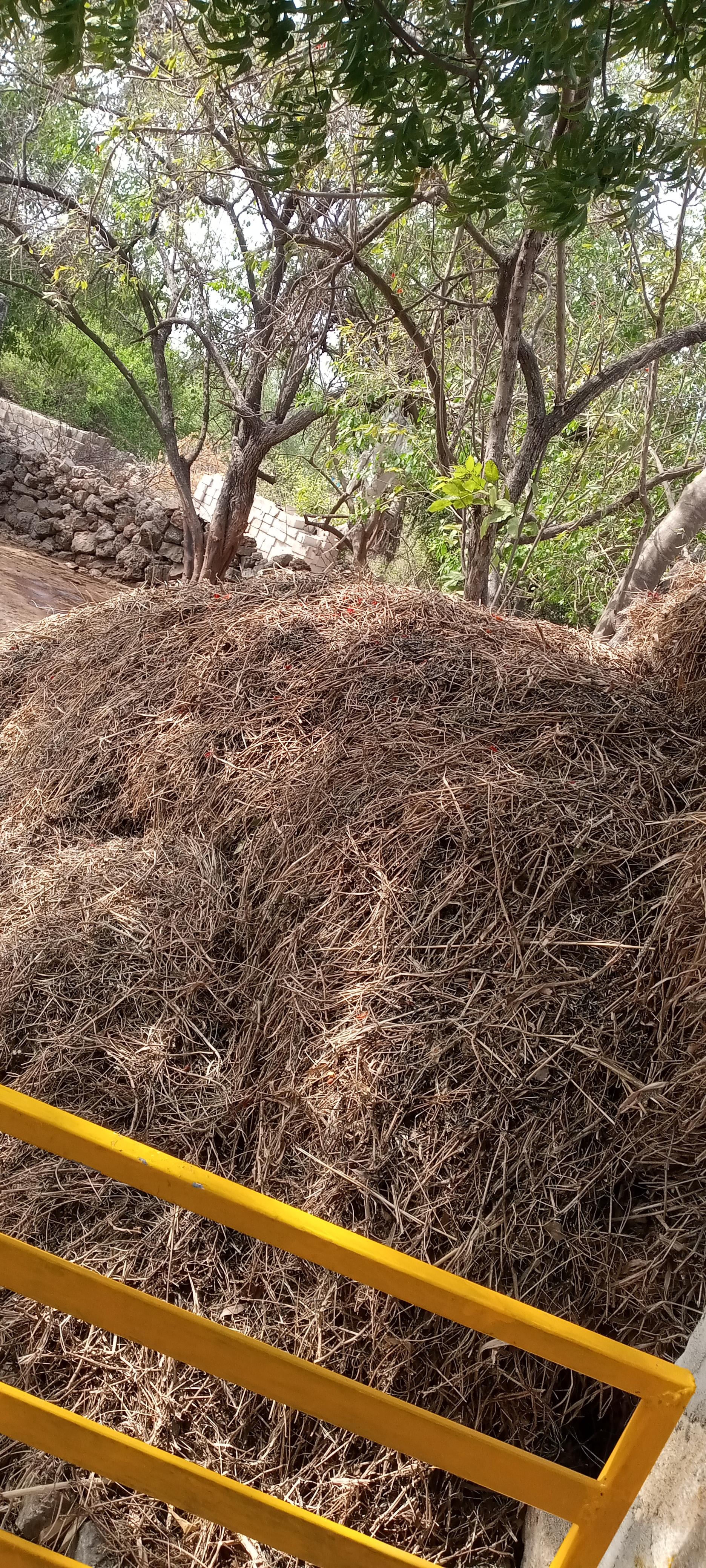 મગનું મગોટુ વેચવાનું છે mo.8780889615