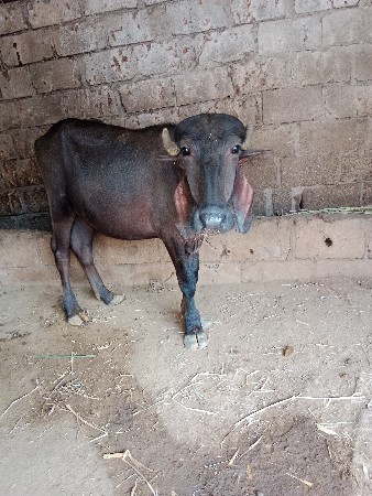 2 પાડીઓ વેચવાની છે