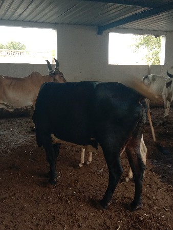 અેચપગાયવેચવાનીછે