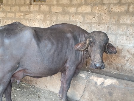ભેંસ વેચવાની છે