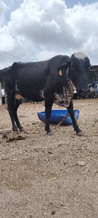 ગીર ક્રોસ ગાય વેચવાની છે
