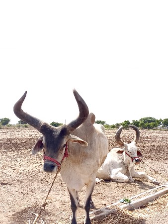 બળદ વેચવાના છે