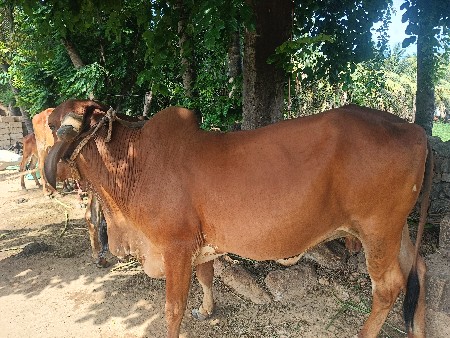 ગીર ગાય ત્રીજું વેતર